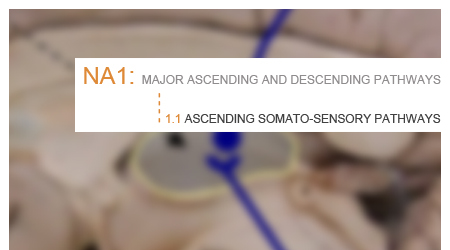 1.1: Ascending somato-sensory pathways