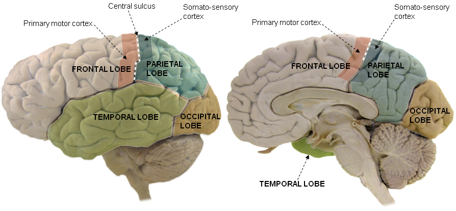 soma cortex