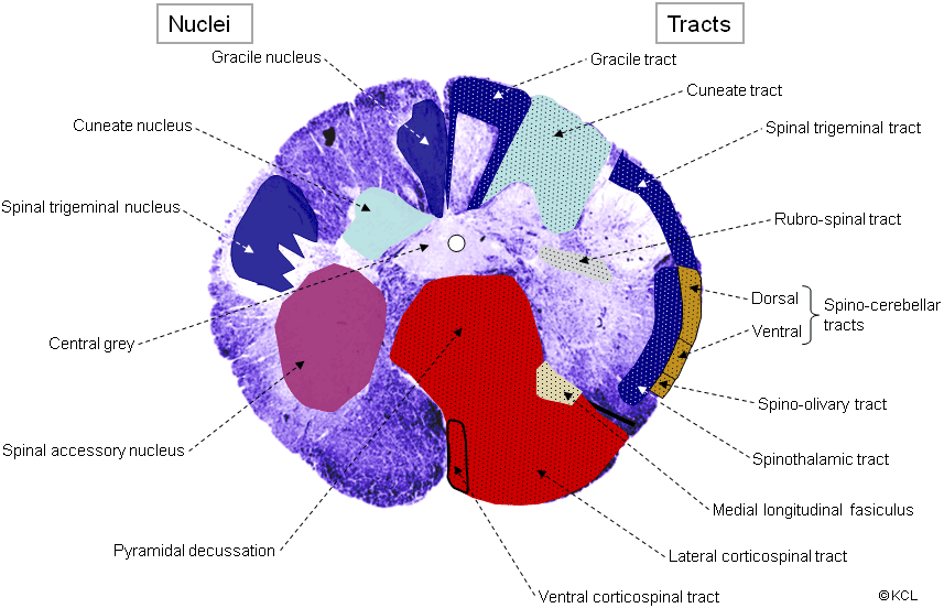 Section 3: Brainstem > pyramidal decussation > all tracts and nuclei