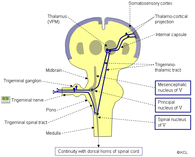 trigeminal pathway > route to the cortex