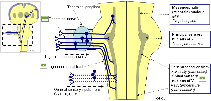 trigeminal sensory nucleus and sensory inputs