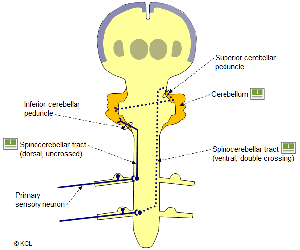 spino-cerebellar pathway