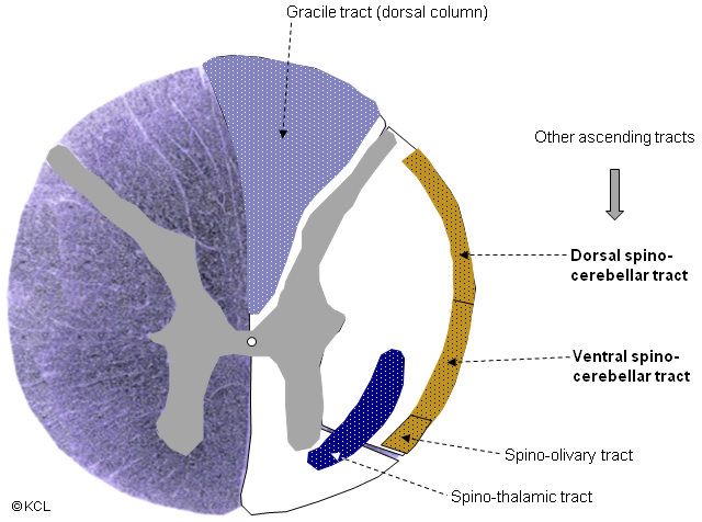 Thoracic cord somato-sensory tracts