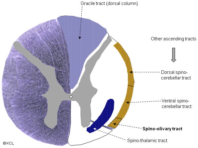 Spino-olivary tract