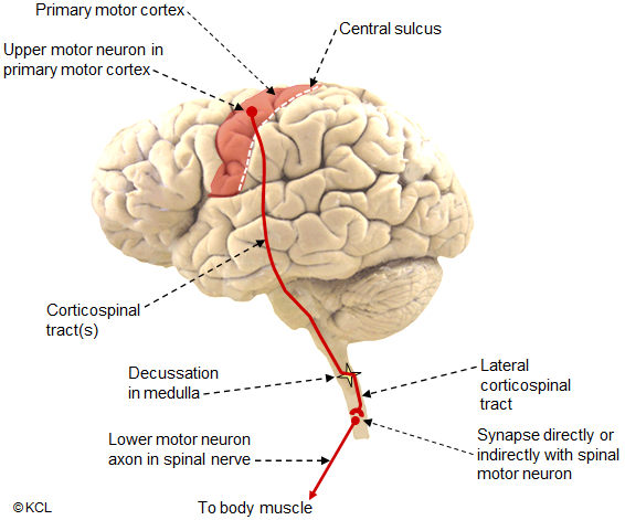 Corticospinal pathway projected onto brain