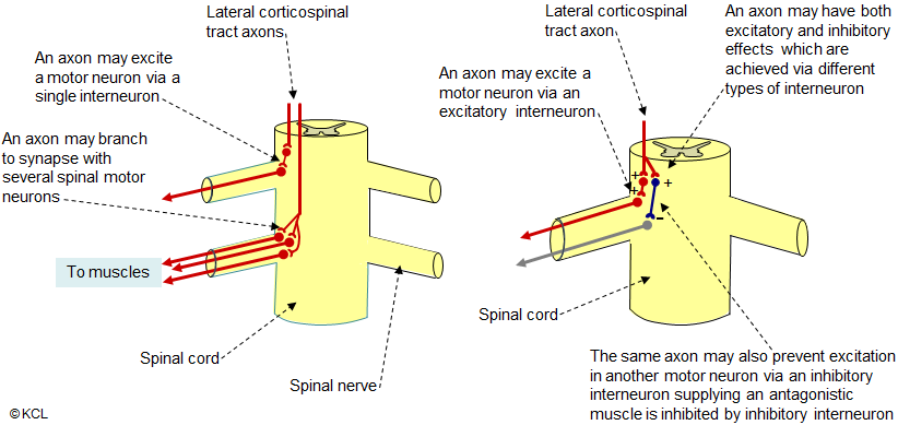 Termination of lateral corticospinal tract - further information