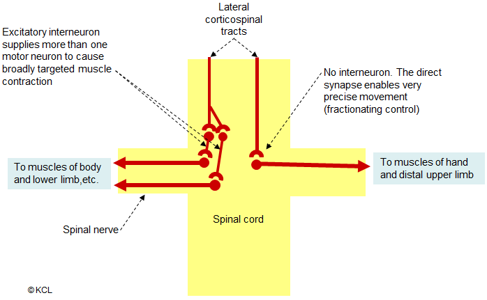 Corticospinal pathways – termination of lateral cortico-spinal tract