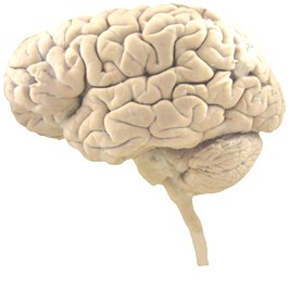 just-outer-brain-longer-stem-small[1].png