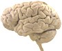 just-outer-brain-longer-stem-small[1].png