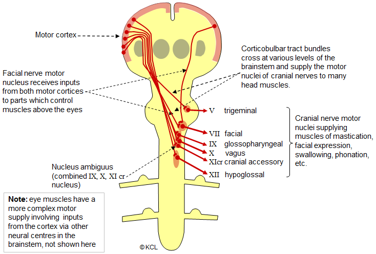 Cortico-bulbar pathway: bundles to cranial nerve motor nuclei