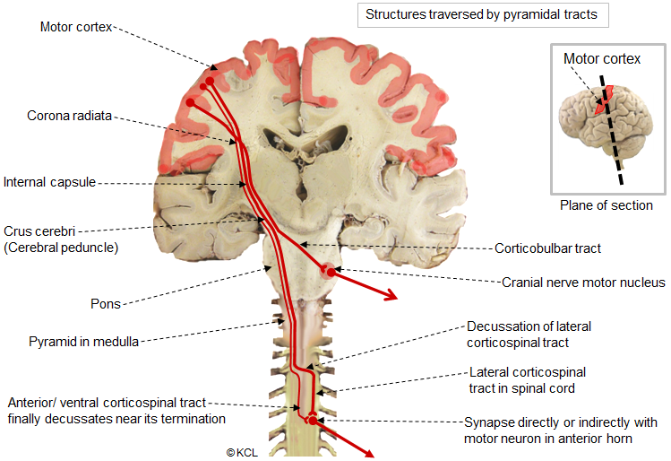 Corticobulbar and corticospinal pathway summary