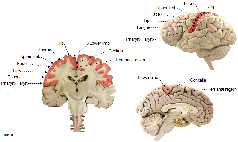 Somatotopic localization in the motor cortex