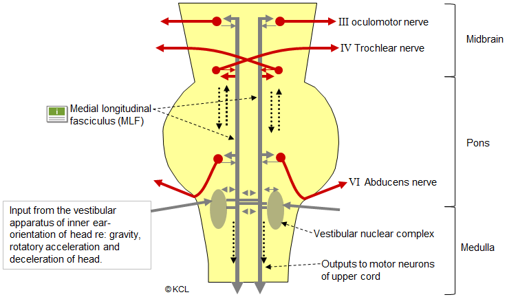 Descending motor (extrapyramidal) pathways from brainstem: the medial longitudnal fasciculus