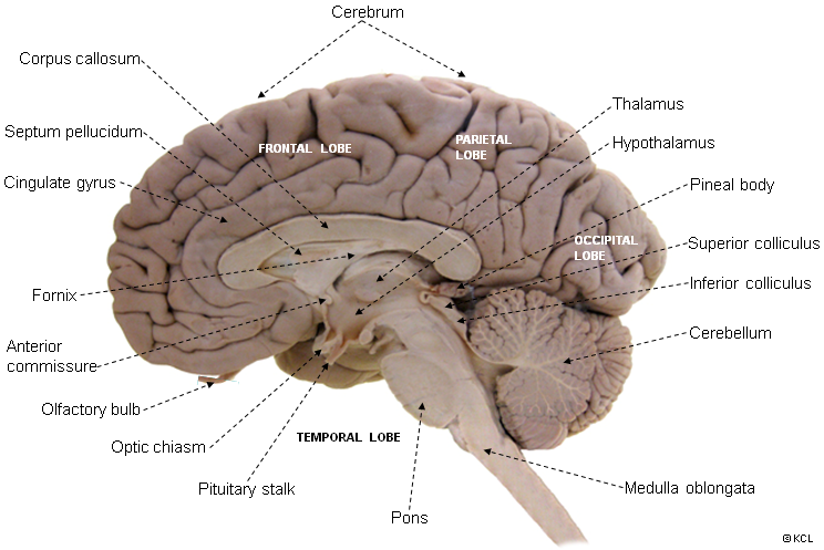 Thalamus - relation to other brain regions, medial view of sagittal section