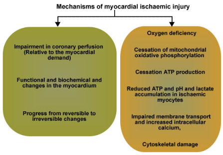 Mechanisms of myocardial ischaemic injury