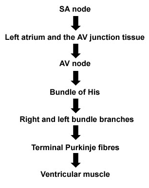 Sequence of cardiac excitation 