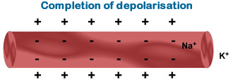 Completion of depolarisation