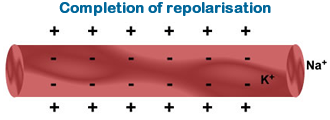 Completion of repolarisation