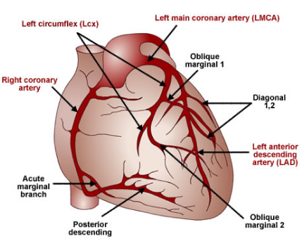 Coronary arteries supply blood to specific areas of the heart.