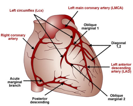 Cardiac: Basic Principles