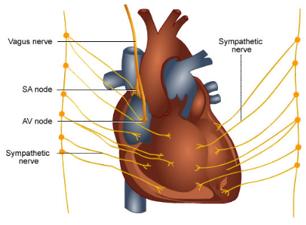 Coronary arteries supply blood to specific areas of the heart.