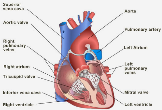 Labelled diagram of the heart