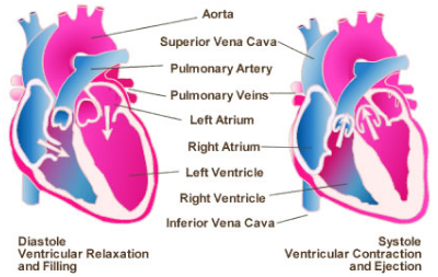 diastole and systole