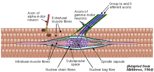 Diagram of muscle spindle