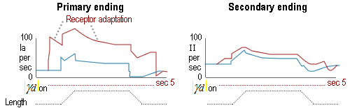 Primary and secondary ending graph