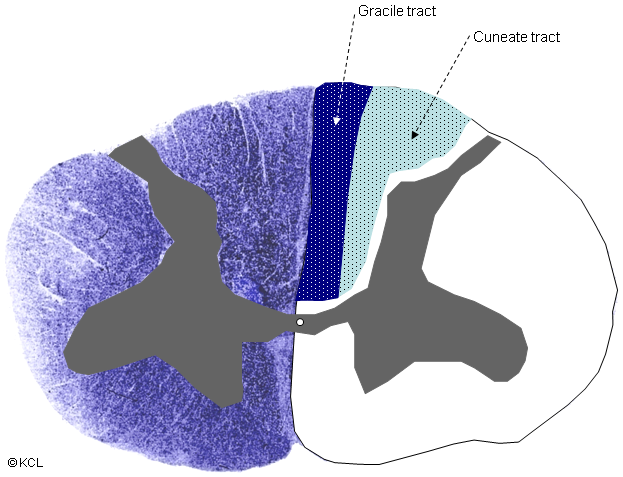 Cervical cord : Dorsal column tracts : transverse section