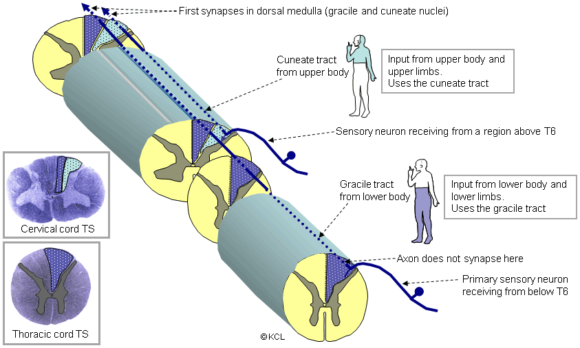Pathway in spinal cord