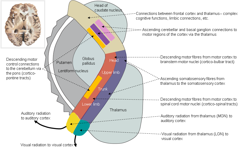 Major pathways passing through the internal capsule in horizontal section