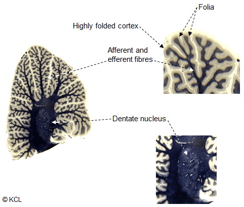 Labelled section through the cerebellum, stained for myelinated fibres (blue-black)