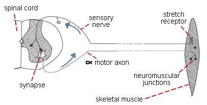 axon nerve test