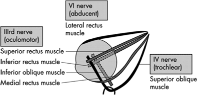 Extraoscular muscle innervations