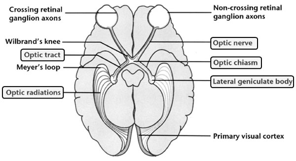 Visual pathway section