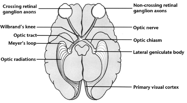 Visual pathway section