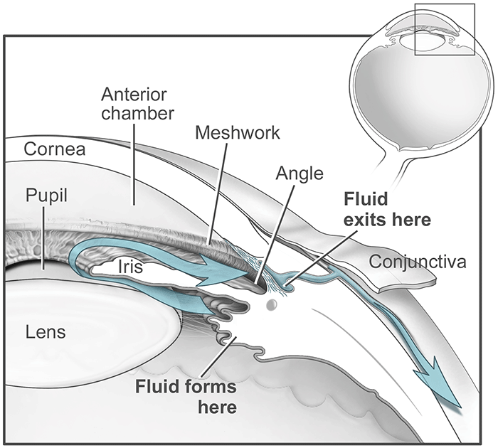 eye-anat-fluid-flow