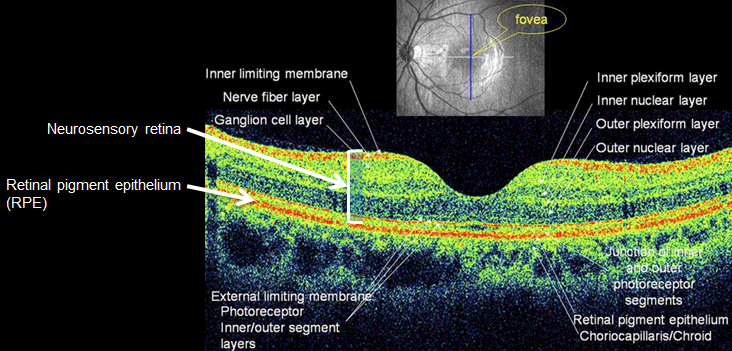 anatomy and physiology of the retina