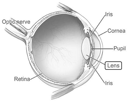 anatomy of the lens
