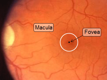 Retina image of the macula and fovea