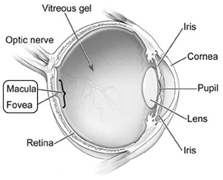 Anatomy of the eye showing macula and fovea at the posterior pole of the eye