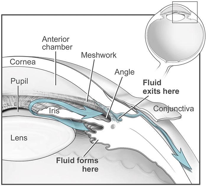 Eye anatomy  fluid flow