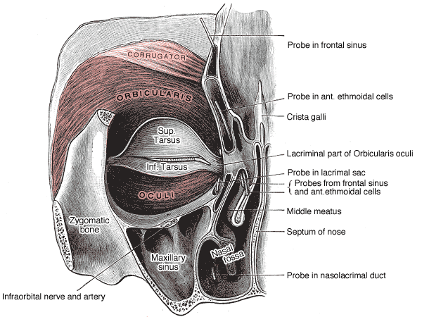 Orbicularis muscle