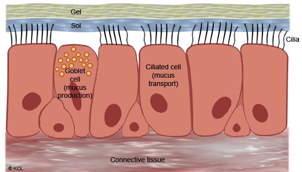 Mucociliary escalator