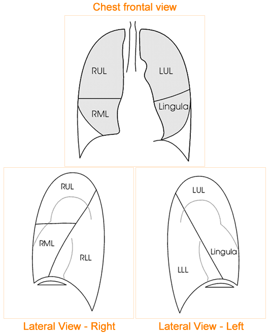 lung anatomy