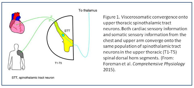 Viscerosomatic convergence