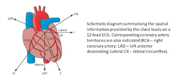 labelled diagram of heart