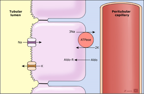 Potassium Secretion