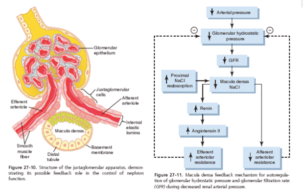 juxtaglomerular stucture, glomerular autoregulation